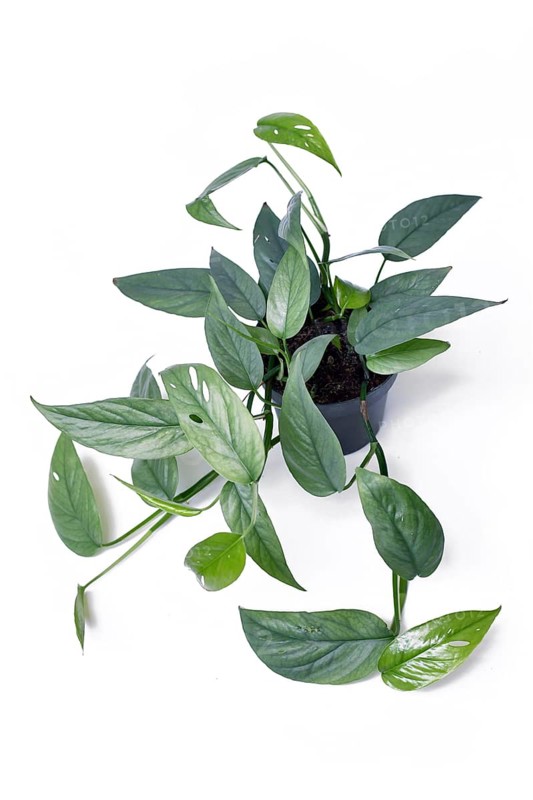 Beautiful exotic 'Epipremnum Pinnatum Cebu Blue' houseplant with silver-blue leaves in pot on white background