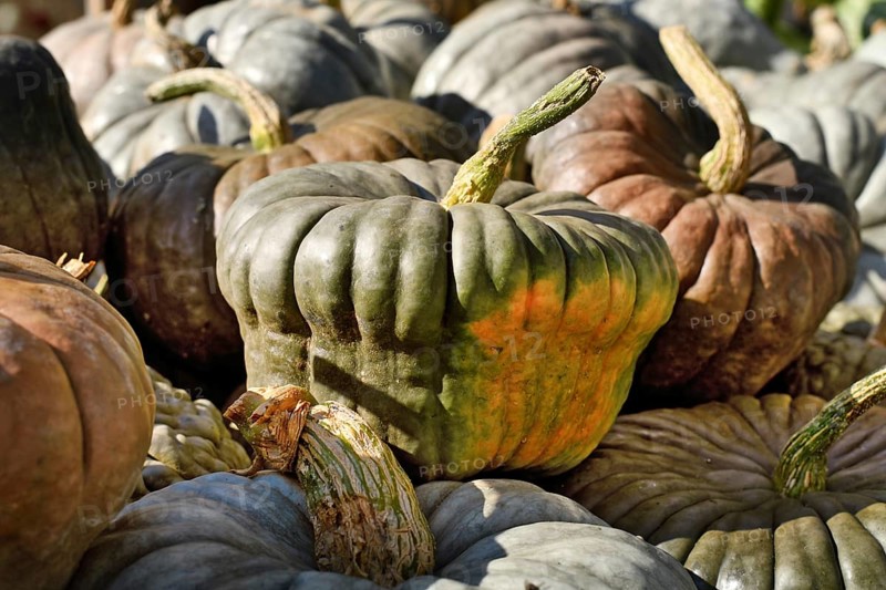 Green Queensland Blue pumpkins at rustic autumn market