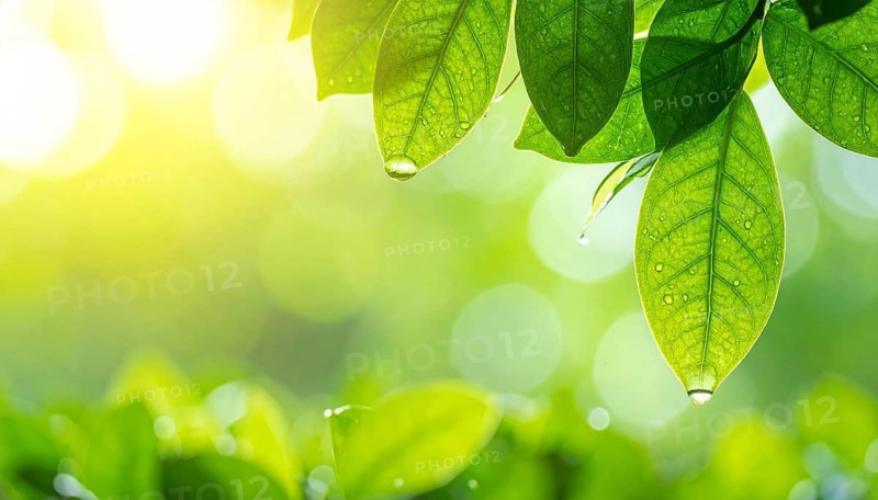 Natural green leaves plants, spring ans summer background cover page, golden soft light, green and yellow hues, ecology wallpaper illustration, AI Generated image