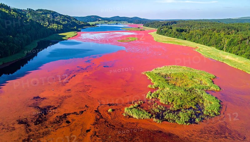 Red algae plant on the lake. abstract ecology nature concept, wild landscape with vibrant red colored water and green forest on a sunny day in summer, Aerial view, wilderness nature with no people around, AI generated