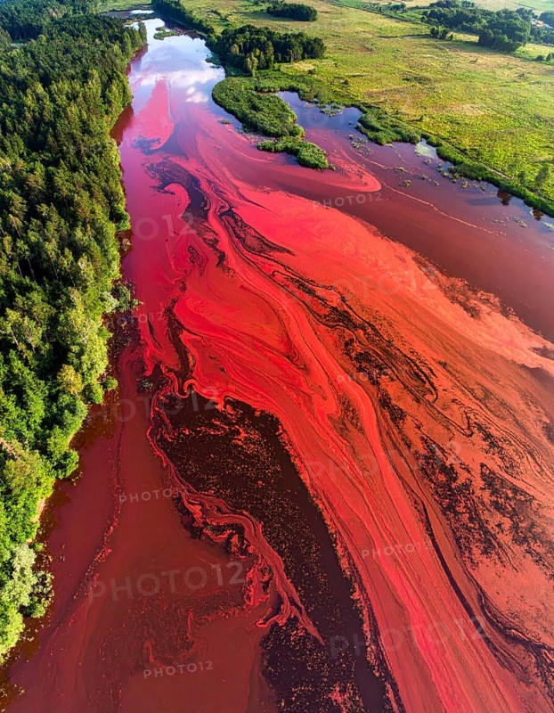 Red algae plant on the lake. abstract ecology nature concept, wild landscape with vibrant red colored water and green forest on a sunny day in summer, Aerial view, wilderness nature with no people around, AI generated