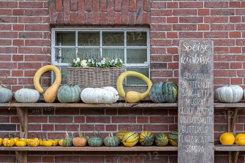 Autumn pumpkin decoration on a wooden shelf in front of a brick wall with handwritten list of edible pumpkins, North Rhine-Westphalia, Germany