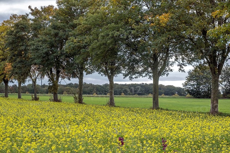 Field with blooming mustard plants, Münsterland, North Rhine-Westphalia, Germany