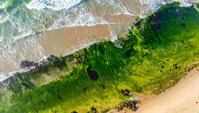 Green algae on the shore of an ocean. Fascinating phenomenon of wilderness nature, green plants, white sands, blue water and rocky cliffs, Aerial view of a beautiful abstract landscape, AI generated