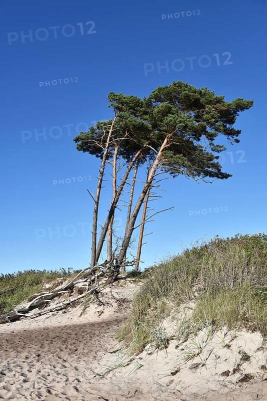Windflüchter, pine trees on the Darß on the Baltic Sea, Mecklenburg-Western Pomerania, Germany