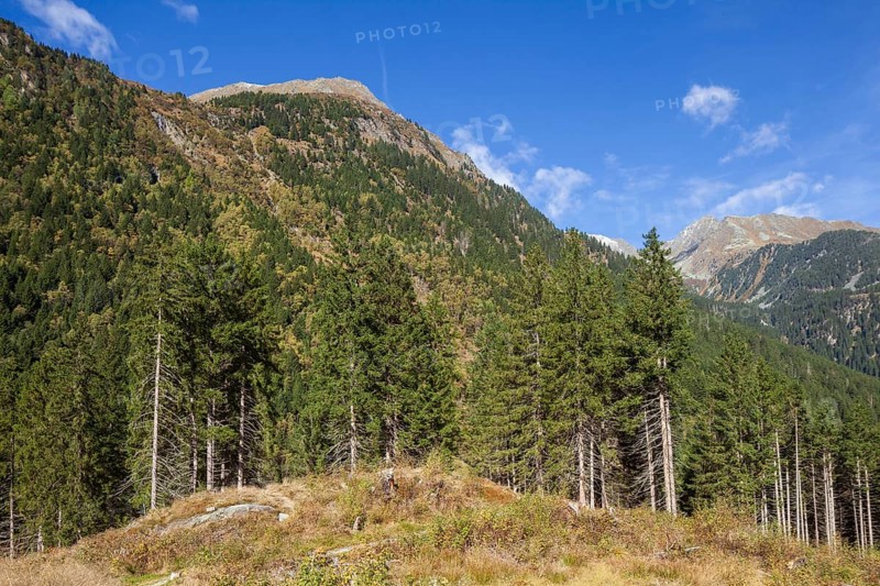Forest and mountains near Ranalt in autumn, Ranalt, Neustift im Stubai Valley, Stubai Valley, Tyrol, Austria