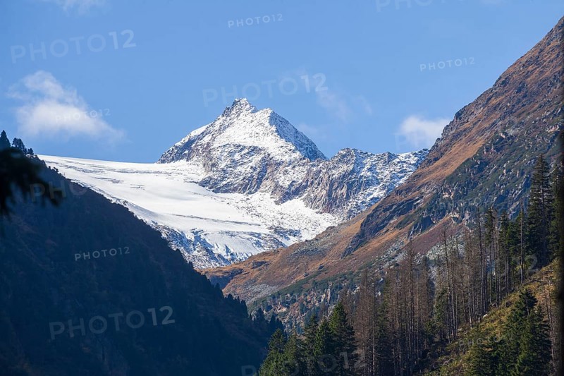 Forest and mountains with Stubai Glacier and Aperer Pfaff near Ranalt in autumn, Ranalt, Neustift im Stubai Valley, Stubai Valley, Tyrol, Austria
