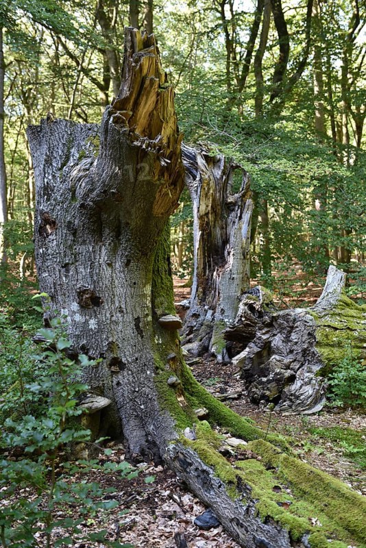 Dead wood in beech forest, Darß primeval forest, Darßer Wald, Mecklenburg-Western Pomerania, Germany