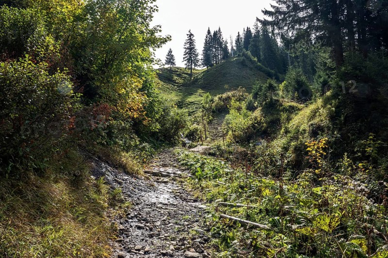 Wanderweg zum Einödsberg, Einödsbach, Oberstdorf, Oberallgäu, Allgäu, Bavaria Germany