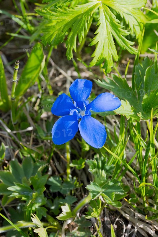 Bright blue flower with green leaves close to the ground under bright sun, spring gentian (Gentiana verna), cobbler, cobbler nails, smoke sweeper, sky blue, Herrgottsliechtli, Tintabluoma or celestial stem, Zagari Pass, Svaneti, Greater Caucasus, Greater Caucasus, Georgia