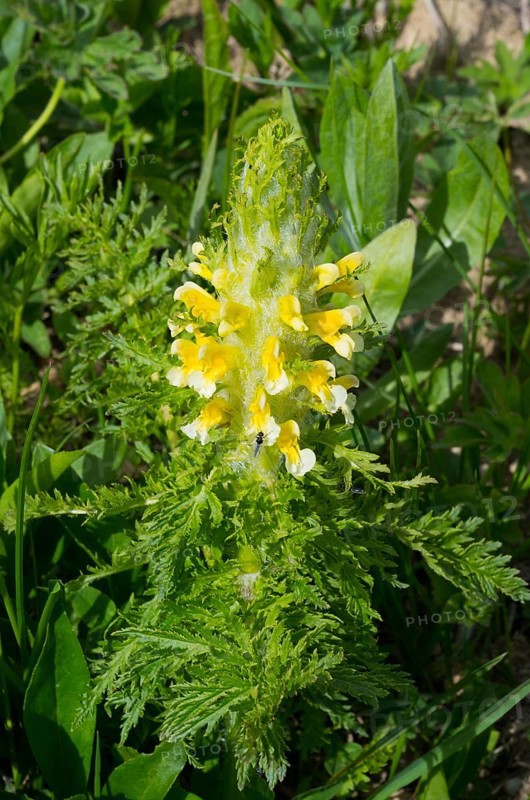 Close-up of a yellow flower with lush green leaves in natural environment, leafy lice herb (Pedicularis foliosa), leafy lice herb, leafy lice herb or leafy lice herb, Zagari Pass, Svaneti, Svaneti, Greater Caucasus, High Caucasus, Georgia