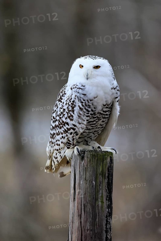 Snowy owl (Nyctea scandiaca), snowy owl, adult, alert, perch, in winter, Bohemian Forest, Czech Republic, Europe, Germany, captive