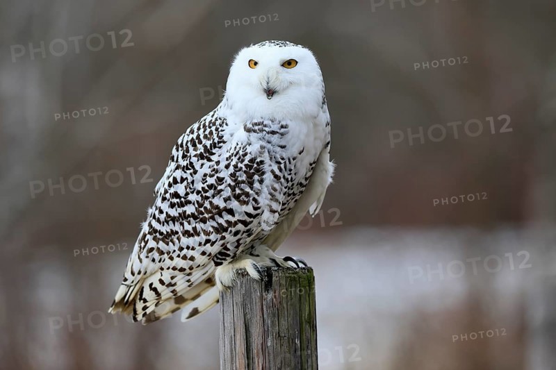 Snowy owl (Nyctea scandiaca), snowy owl, adult, alert, perch, in winter, Bohemian Forest, Czech Republic, Europe, Germany, captive