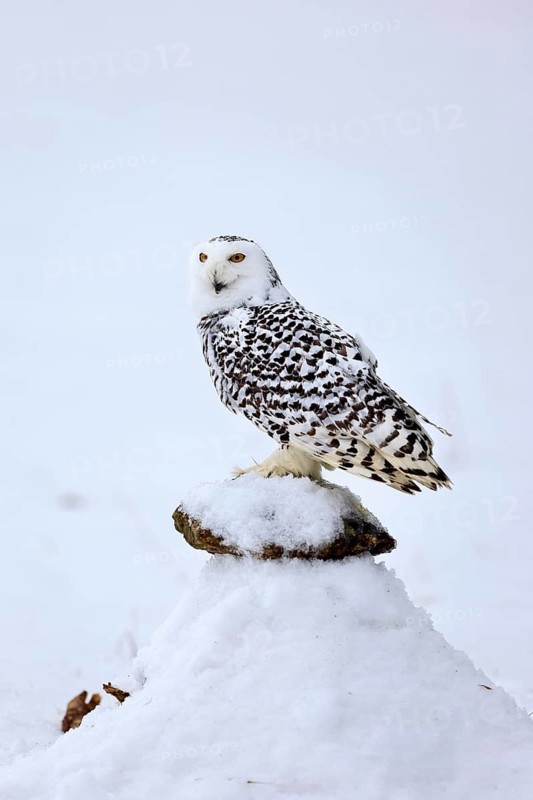 Snowy owl (Nyctea scandiaca), snowy owl, adult, alert, in snow, perch, in winter, Bohemian Forest, Czech Republic, Europe, Germany, captive
