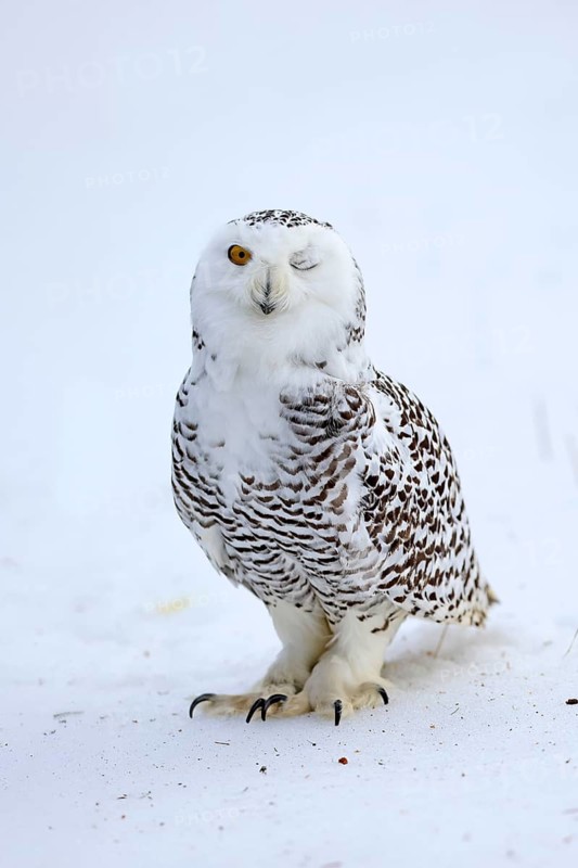 Snowy owl (Nyctea scandiaca), snowy owl, adult, alert, in snow, foraging, in winter, Bohemian Forest, Czech Republic, Europe, Germany, captive