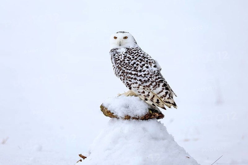 Snowy owl (Nyctea scandiaca), snowy owl, adult, alert, in snow, perch, in winter, Bohemian Forest, Czech Republic, Europe, Germany, captive