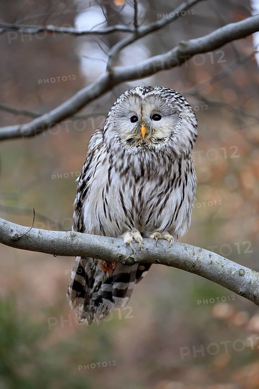 Hawk owl (Strix uralensis), adult, in winter, on tree, Bohemian Forest, Czech Republic, Europe, Germany
