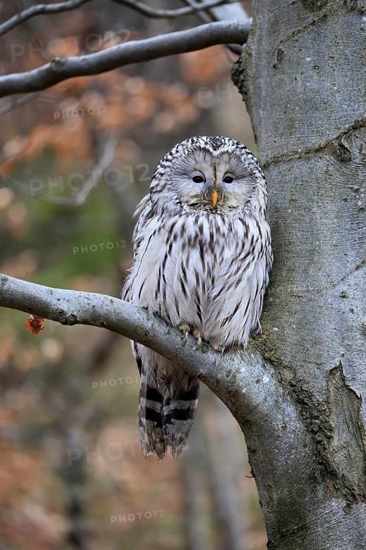 Hawk owl (Strix uralensis), adult, in winter, on tree, on tree trunk, Bohemian Forest, Czech Republic, Europe, Germany