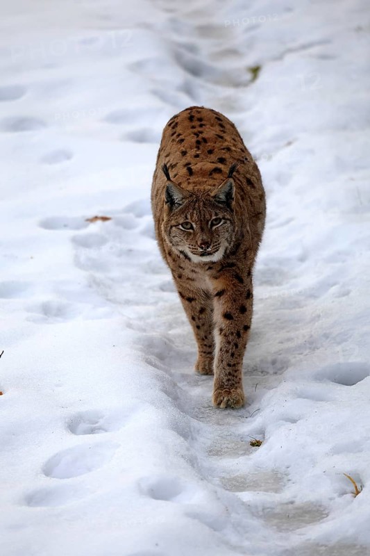 Carpathian lynx (Lynx lynx carpathicus), adult, in winter, in snow, running, stalking, alert, Bavarian Forest, Bavaria, Germany, Europe, Germany
