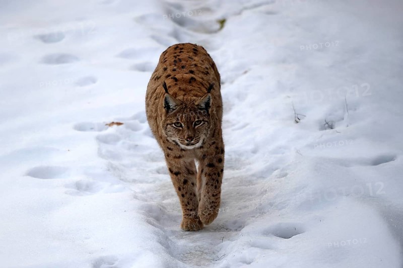 Carpathian lynx (Lynx lynx carpathicus), adult, in winter, in snow, running, stalking, alert, Bavarian Forest, Bavaria, Germany, Europe, Germany