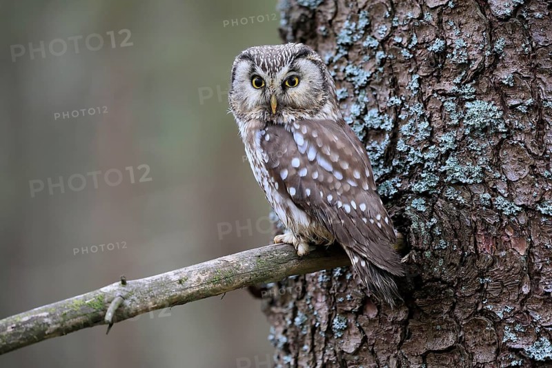 Roughfoot owl (Aegolius funereus), groufoot owl, adult, on tree, alert, in winter, Bohemian Forest, Czech Republic, Europe, Germany