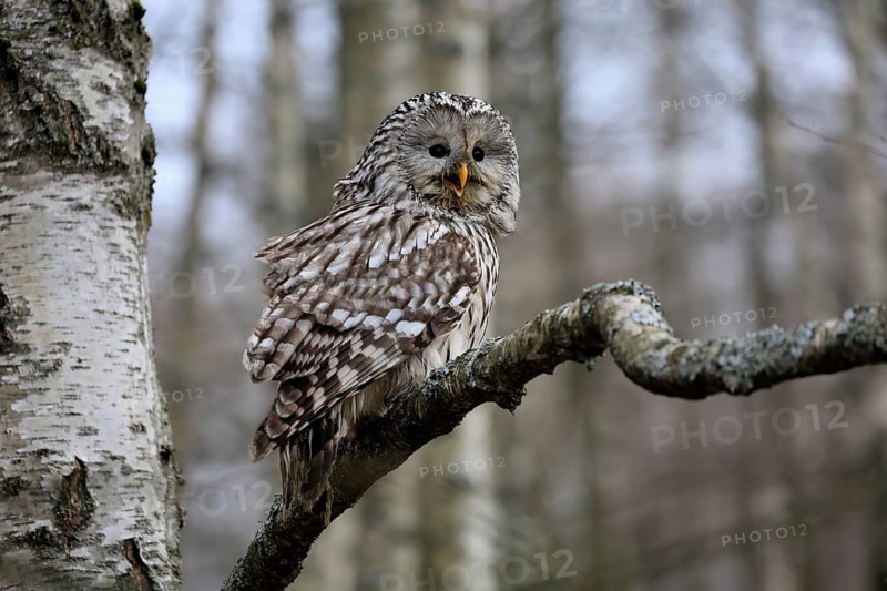 Hawk owl (Strix uralensis), adult, in winter, on tree, calling, Bohemian Forest, Czech Republic, Europe, Germany