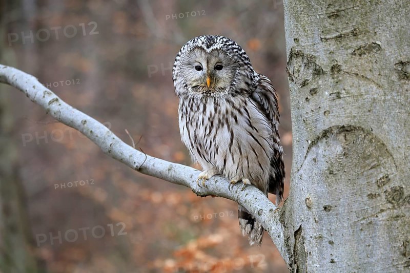 Hawk owl (Strix uralensis), adult, in winter, on tree, on tree trunk, Bohemian Forest, Czech Republic, Europe, Germany