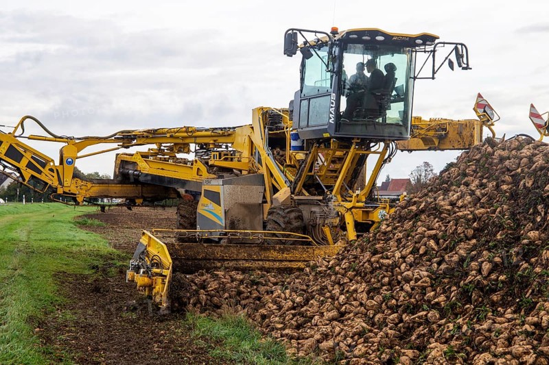 Loading sugar beets in the palatine***A loading mouse loads sugar beets ready for collection onto a truck. This brings them to the Südzucker plant in Offstein