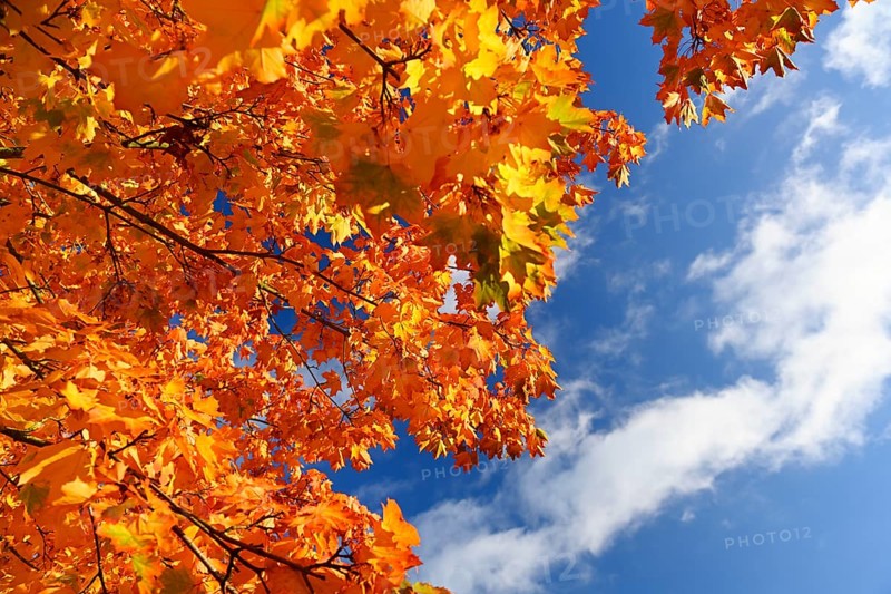 Autumn maple in Hamburg, Germany