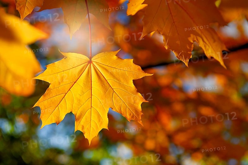 Autumn maple leaves in Hamburg, Germany