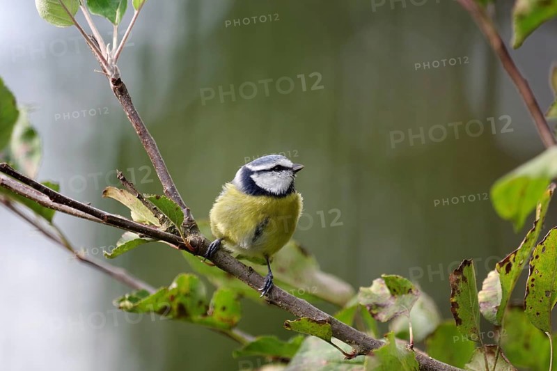 Blue tit (Cyanistes caeruleus), close-up, autumn, apple tree, cute, colorful colors in autumn