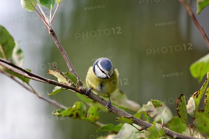 Blue tit (Cyanistes caeruleus), close-up, autumn, deciduous leaves, cute, the pretty tit sitting on a branch in an apple tree