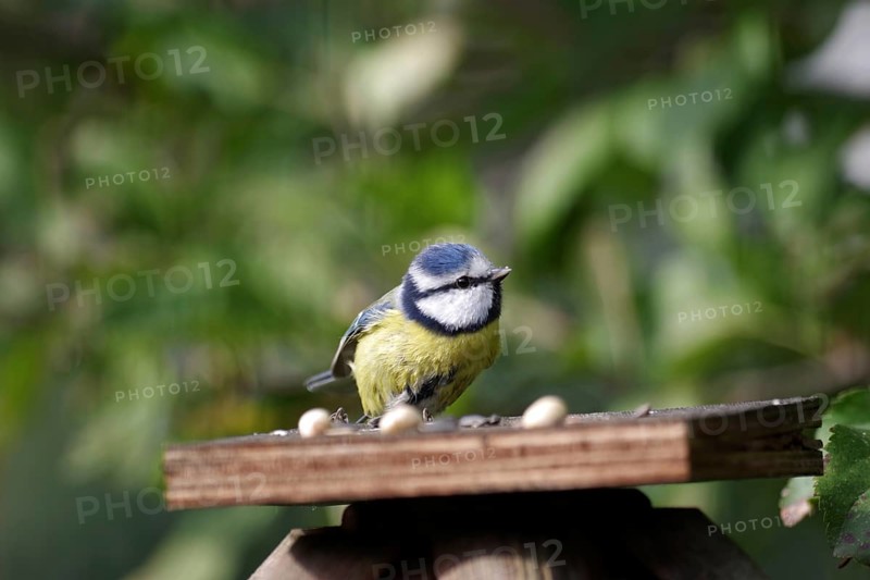 Blue tit (Cyanistes caeruleus), close-up, autumn, bird food, Germany, feeding tits in the garden