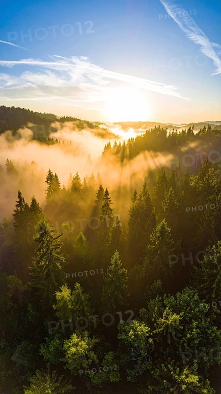 Sunrise over a misty forest with golden light filtering through the trees, Fog covered forest in summer with mystic golden sunlight, aerial view of spring morning landscape, backlight sunshine with sunbeams, AI generated