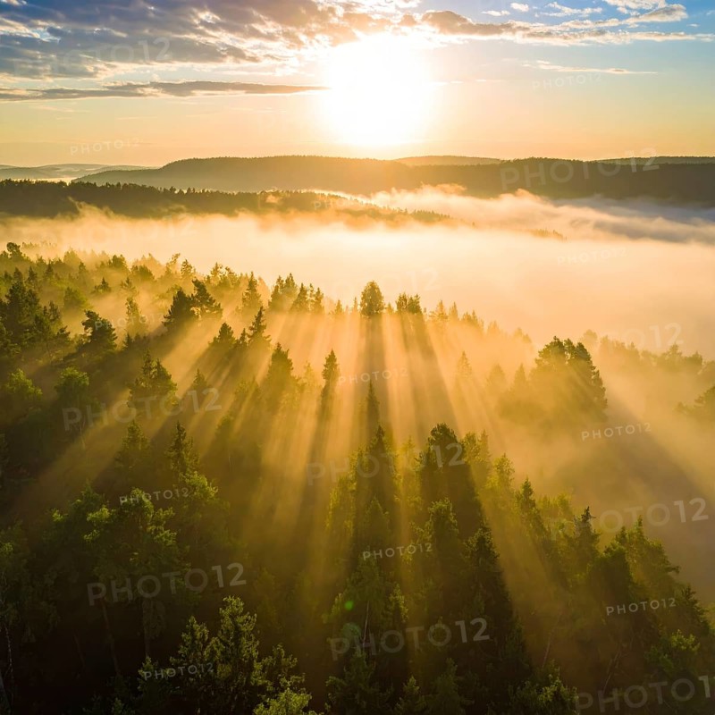 Sunrise over a misty forest with golden sunlight filtering through the trees, Fog covered forest in summer with mystic golden sunlight, aerial view of spring morning landscape, backlight sunshine with sunbeams, AI generated