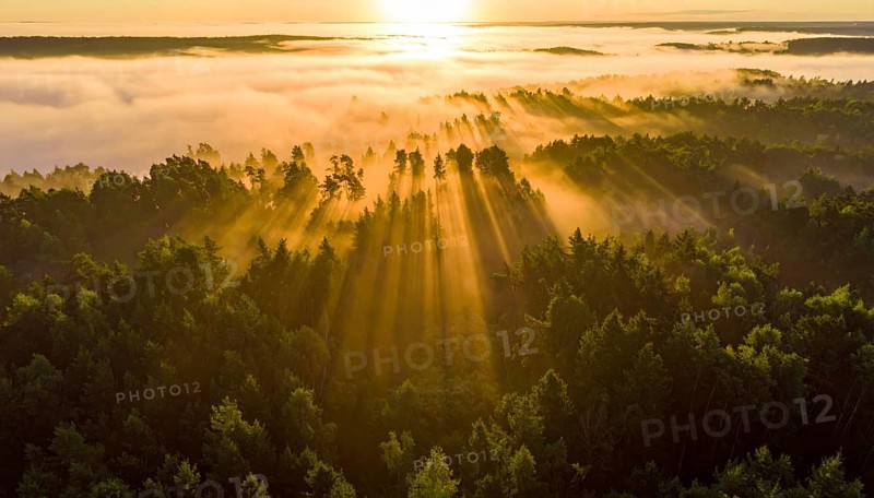 Early morning sunlight over a fog-covered forest landscape, Fog covered forest in summer with mystic golden sunlight, aerial view of spring morning landscape, backlight sunshine with sunbeams, AI generated