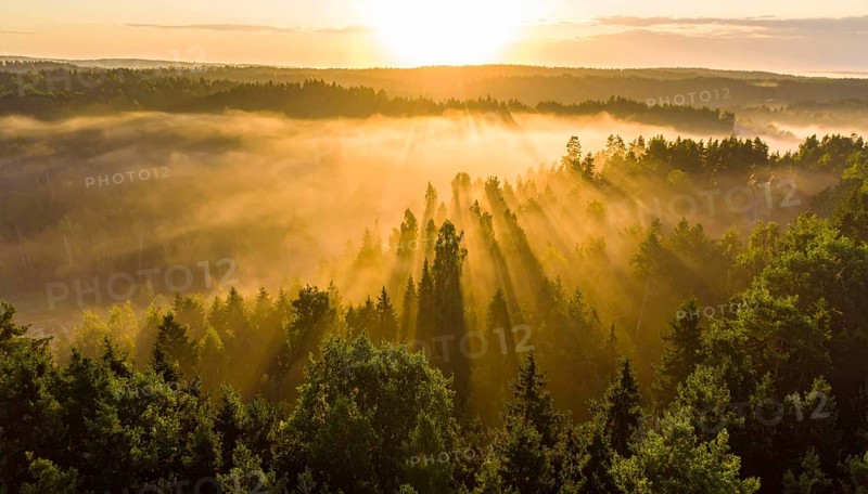 Sunrise over a panoramic misty forest, with sunlight streaming through the trees, Fog covered forest in summer with mystic golden sunlight, aerial view of spring morning landscape, backlight sunshine with sunbeams, AI generated