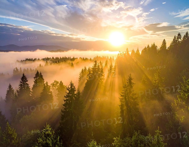 Golden sunlight filters through a misty forest at sunrise with clouds above, Fog covered forest in summer with mystic golden sunlight, aerial view of spring morning landscape, backlight sunshine with sunbeams, AI generated