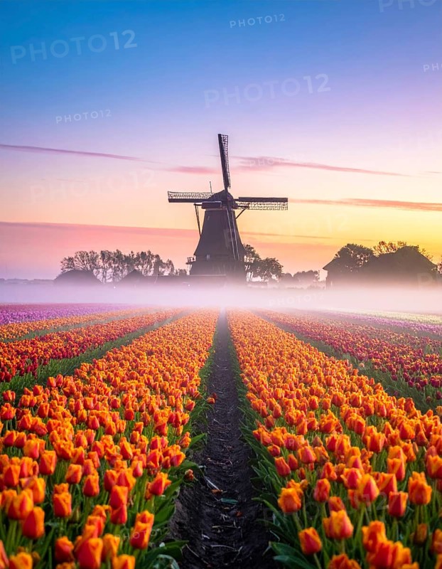 Fog covered landscape in sunrise with tulip fields and windmill in background, AI generated