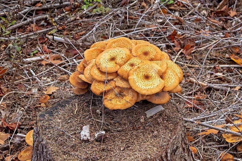 Honiggelber Hallimasch (Armillaria mellea), Baumstumpf, Sondern, Olpe, Sauerland, North Rhine-Westphalia, Germany