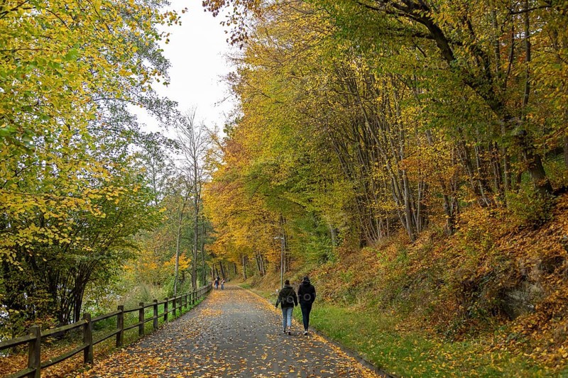 Autumn trees, Seeweg, Olpe, Sauerland, North Rhine-Westphalia, Germany