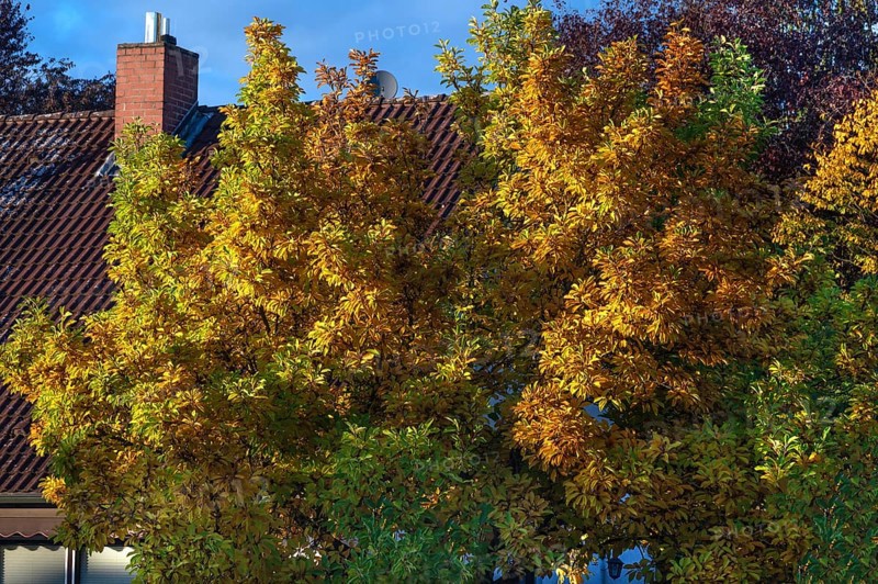 Autumn color of a magnolia (Magnolia), Eckental, Middle Franconia, Bavaria, Germany