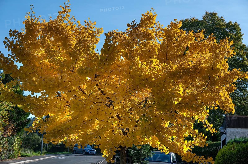 Bright yellow autumn color of a ginkgo or ginko tree (ginkgo biloba), Eckental, Middle Franconia, Bavaria, Germany