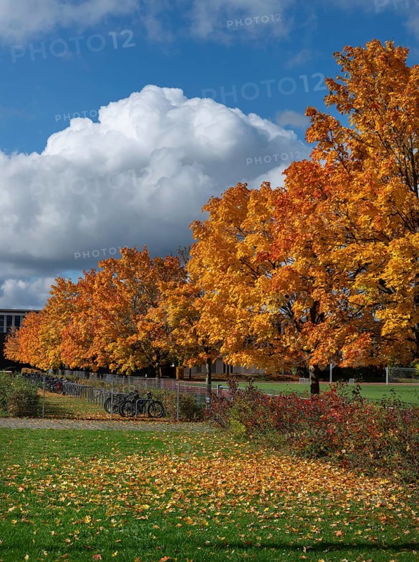 Ahornallee (Acer) in autumn colors on the school grounds of the Eckental Gymnasium, Mittelfranen, Bavaria, Germany