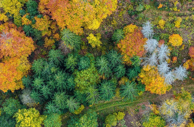 Autumn forest in the Black Forest. Drone photo of trees in colorful autumn leaves and conifers, some have dry branches. Titisee-Neustadt, Baden-Württemberg, Germany