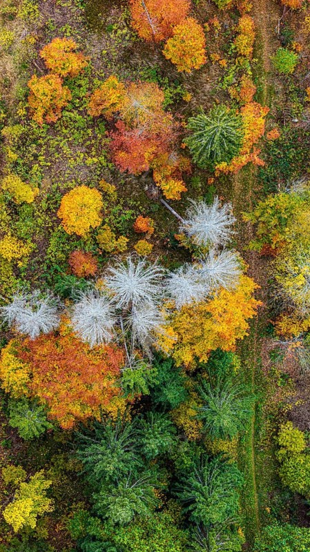 Autumn forest in the Black Forest. Drone photo of trees in colorful autumn leaves and conifers, some have dry branches. Titisee-Neustadt, Baden-Württemberg, Germany