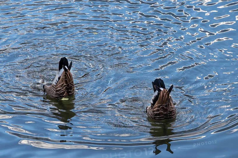 Two Canada geese (Branta canadensis) dive for food in the Pegnitz River, Lauf an der Pegnitz, Middle Franconia, Bavaria, Germany