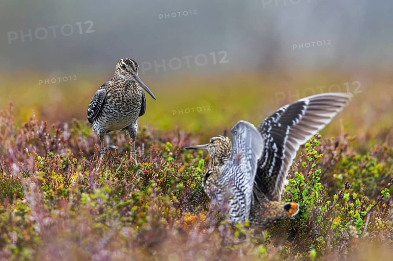 Two great snipes (Gallinago media) males fighting at lek on tundra breeding ground in spring (June), Sweden, Scandinavia