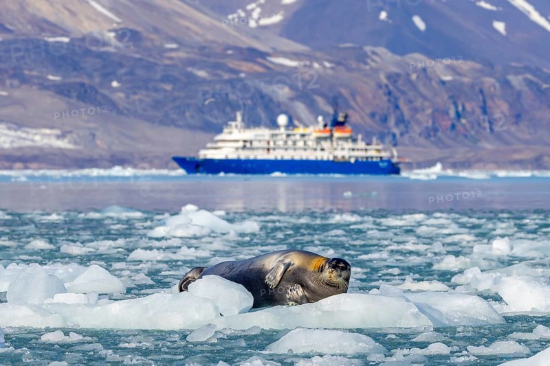 Bearded seal resting on ice floe in front of Antarctic cruise ship MV Sea Spirit of Poseidon Expeditions along the coast of Svalbard, Spitsbergen