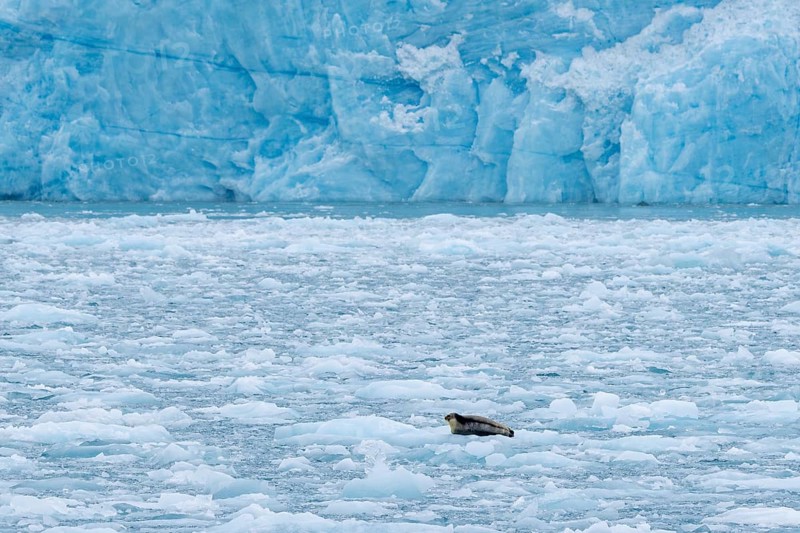 Bearded seal (Erignathus barbatus) resting on ice floe in front of ice wall of glacier along the coast of Svalbard, Spitsbergen